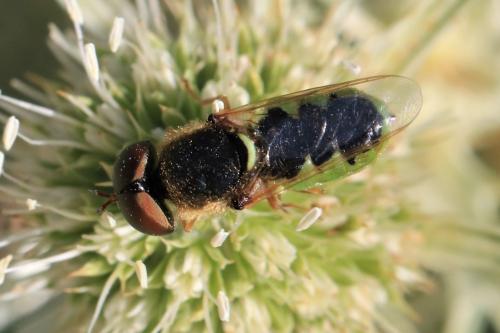Réf. 306 847 : Odontomyia angulata
